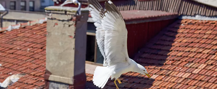 Residential Chimney Animal Removal Solution in West St. Paul, MN