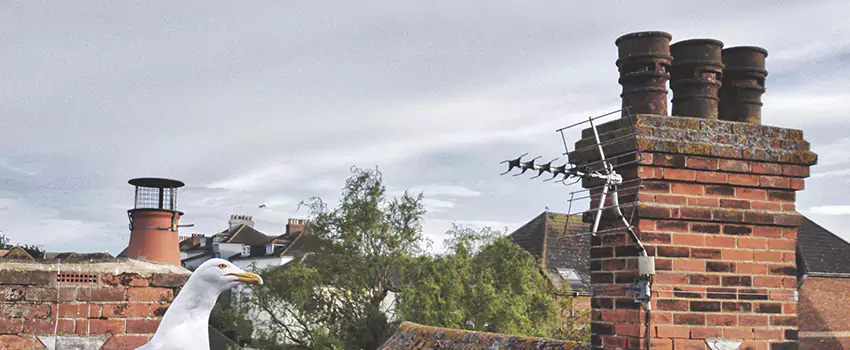 Chimney Cleaning And Restoration in West St. Paul, Minnesota